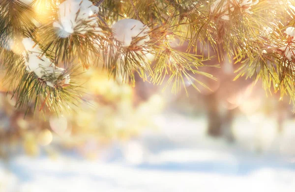 Gelukkig Nieuwjaar Vrolijk Kerstfeest Achtergrond Met Sneeuwdendennen Takken Winter Natural — Stockfoto