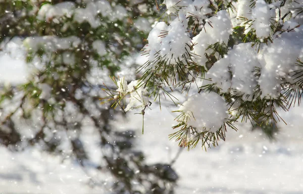 Gott Nytt Och God Jul Bakgrund Med Snow Pine Filialer — Stockfoto