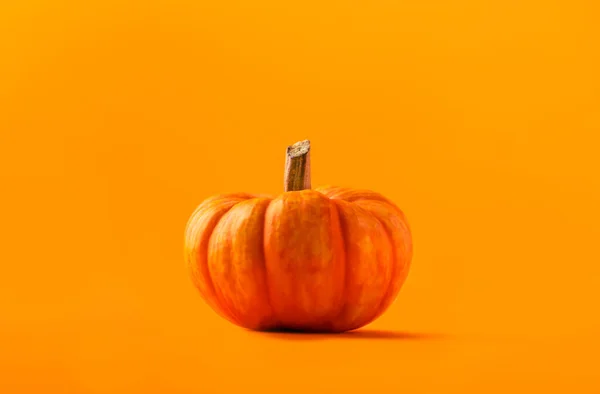 Total orange autumn, Halloween, Thanksgiving day concept. Pumpkins on orange background. Monochrome image