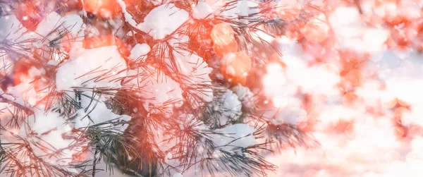 Gelukkig Nieuwjaar Vrolijk Kerstfeest Achtergrond Met Sneeuwdendennen Takken Winter Natural — Stockfoto