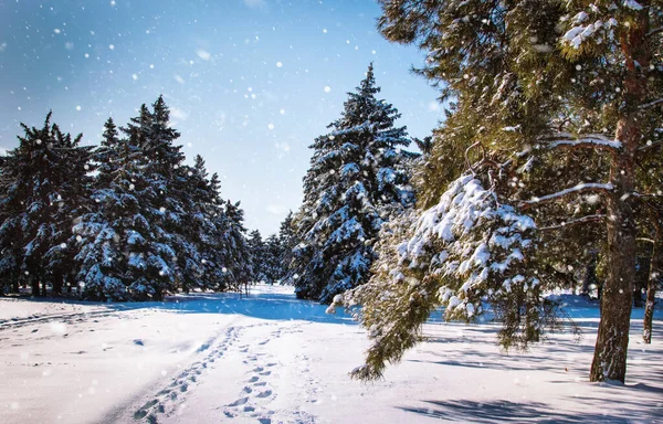 Maravilloso Paisaje Invernal Con Pinos Abetos Nevados Cielo Azul Día — Foto de Stock