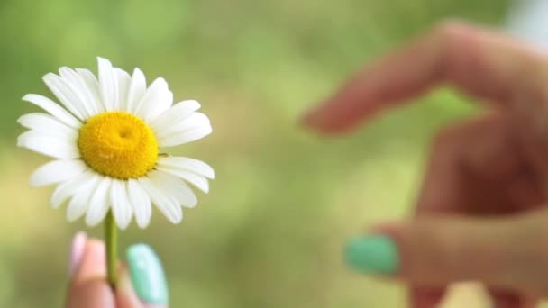 Een vrouw is op een daisy gissen. Het meisje tranen de bloemblaadjes van de daisy. — Stockvideo