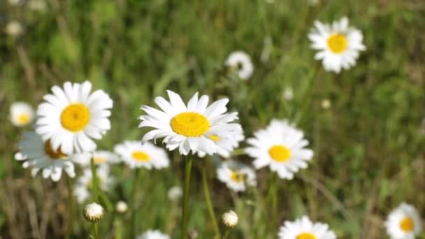 Marguerites sur le terrain, fleurs de marguerite sur une prairie verte .