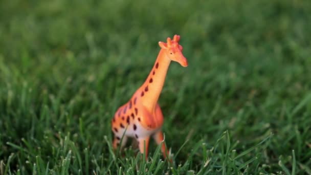 Figur Einer Giraffe Auf Einem Rasen Spielzeuggiraffe Gras — Stockvideo