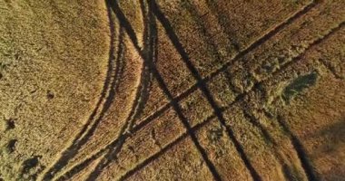 Anteni: bir büyük buğday alanı. Çavdar, Mısır, buğday. Tarım, çiftlik ve hasat.