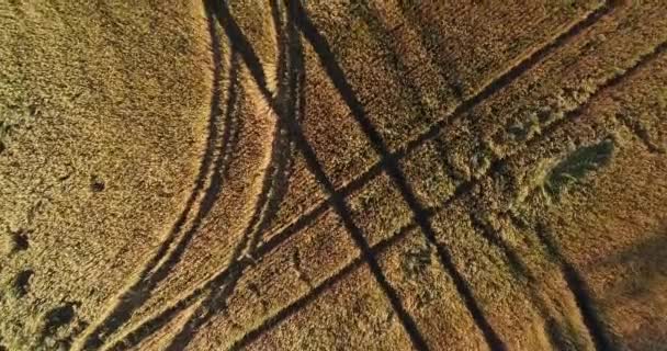 Aéreo: um grande campo de trigo. Centeio, milho, trigo. Agricultura, exploração e colheita . — Vídeo de Stock