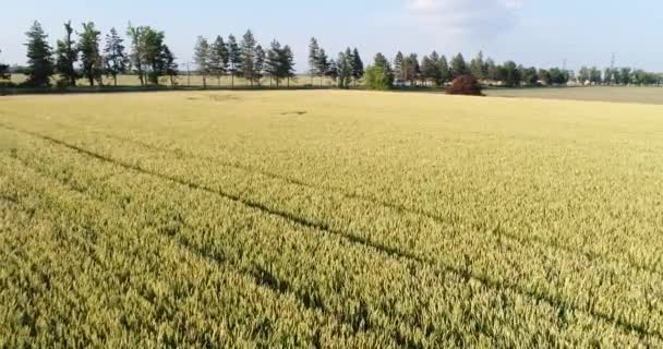 Fotografia aérea: Um grande campo de trigo. Agricultura, fazenda e colheita. Centeio e trigo . — Vídeo de Stock