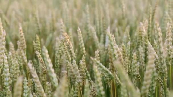 Campo de trigo. Espigas de trigo se balancean en el viento . — Vídeos de Stock