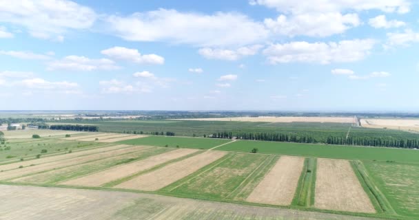 Flygfotografering, stort fält, gård, jordbruk. — Stockvideo