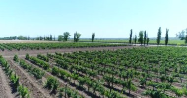 Anteni - üzüm tarlaları. Kuban şarap yapımı, üzüm bağları.