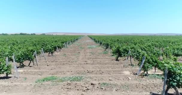 Plantaciones de uva. Fotografía aérea de viñedos . — Vídeo de stock