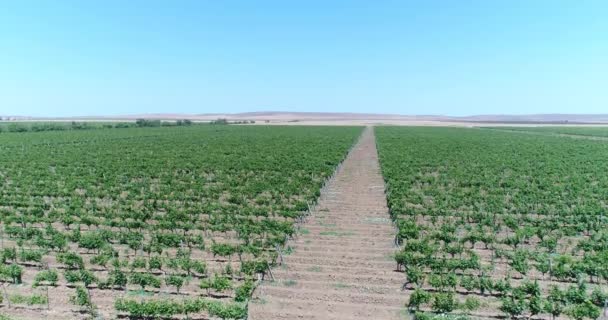 Fotografia aérea de vinhas. Plantações de uvas . — Vídeo de Stock