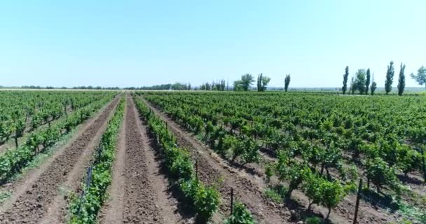 Grape plantations. Vineyards in the Kuban. — Stock Video