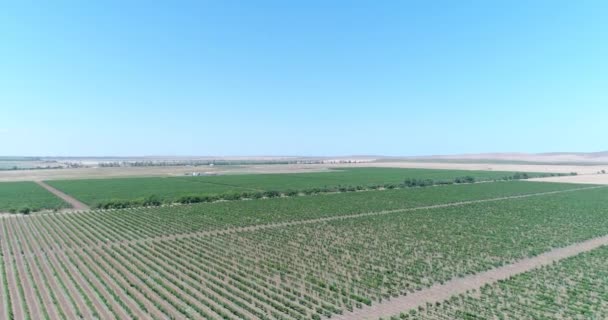 空中摄影-葡萄种植园。葡萄园, 美丽的背景. — 图库视频影像