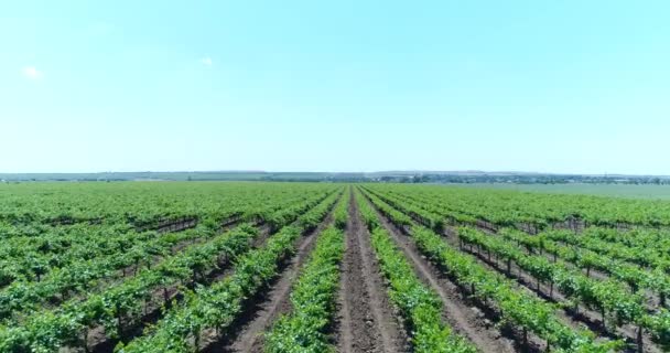 Letecká fotografie - hroznová plantáže. Krásné vinice, vinařství. — Stock video