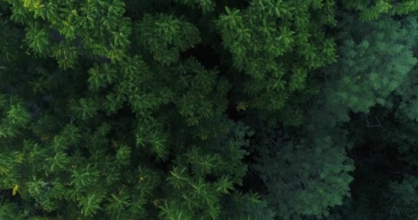 Letecká fotografie, lesů a zelených stromů z výše. — Stock video
