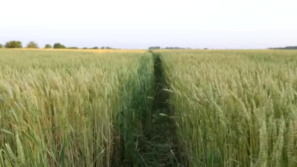 Vetefält, jordbruk, skörd, natur. — Stockvideo