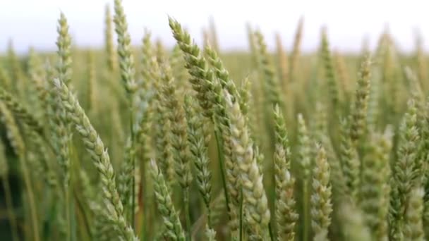 Gros plan sur les épis de blé. Champ de blé, agriculture . — Video