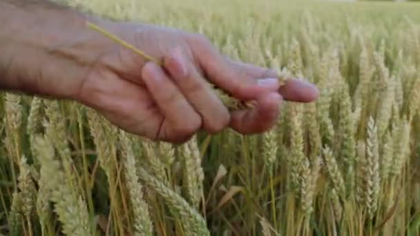 Рука людини і пшеничне поле . — стокове відео