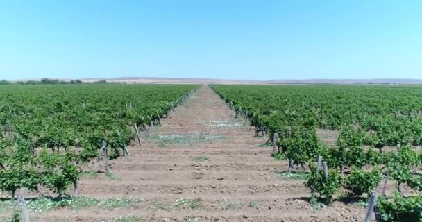 Plantaciones Vid Kuban Viñedos Fotografía Aérea — Vídeo de stock