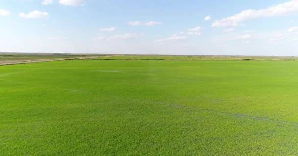 항공-쌀 범람 초원. 쌀 농장의 파노라마. — 비디오