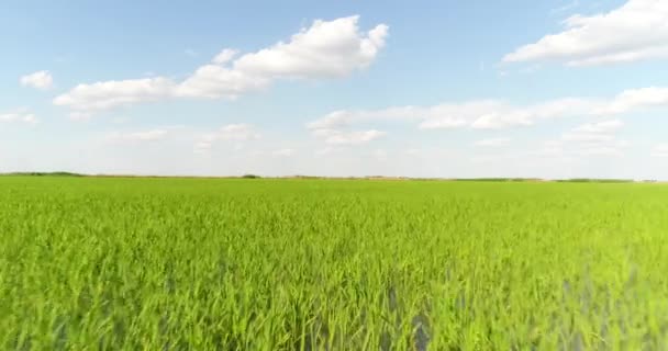 Panorama över en ris plantage. Antenn - ris översvämmade ängar. — Stockvideo