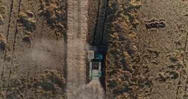 Anteni - biçerdöver buğday alanında. Hasat, tarım.