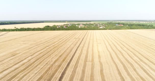 Duże pole pszenicy. Rolnictwo, uprawy, zboża. — Wideo stockowe