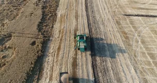 Un gran campo de trigo. Cosecha de cereales . — Vídeos de Stock