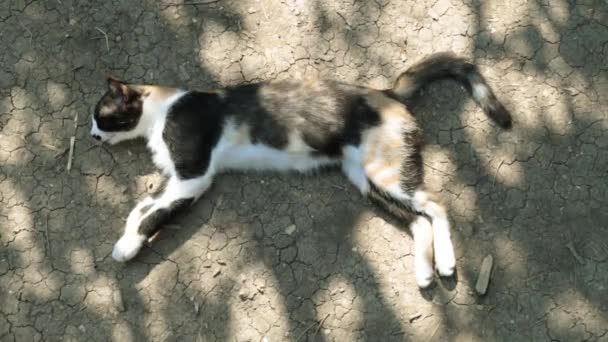 Кошка спит на земле. — стоковое видео