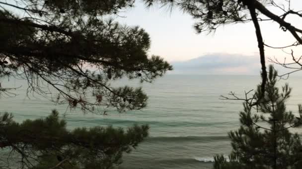 Evening, calm sea and trees. — Stock Video