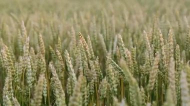 Buğday büyüyor. Buğday alan, hasat.