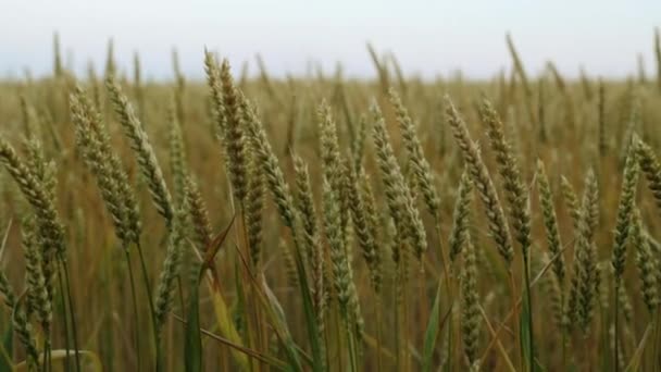Pšeničné pole při západu slunce. — Stock video