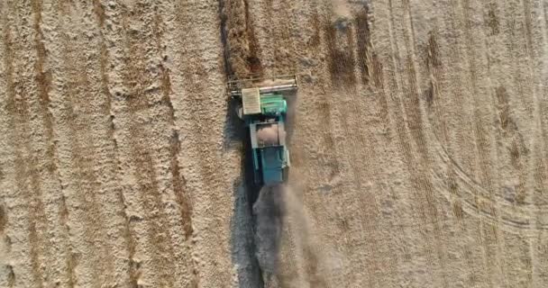 Harvester works in a wheat field, view from the air. — Stock Video