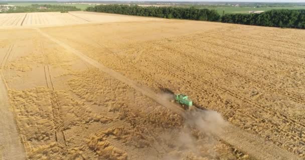 Fotografia aerea, combinare mietitrebbia sul campo. Raccolta, vista aerea . — Video Stock