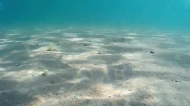 Sea under water, sandy bottom. — Stock Video