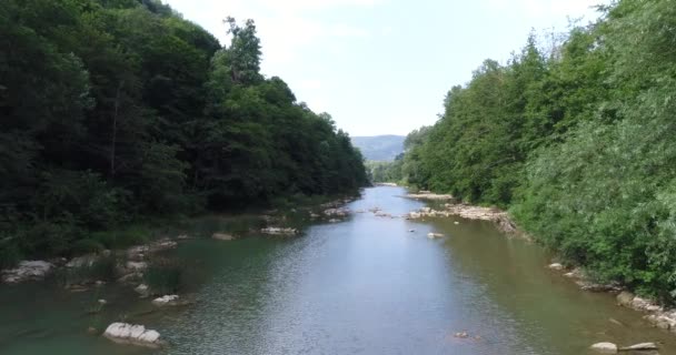 Antenne - wilder ruhiger Fluss. Grüner Wald, Bäume. — Stockvideo