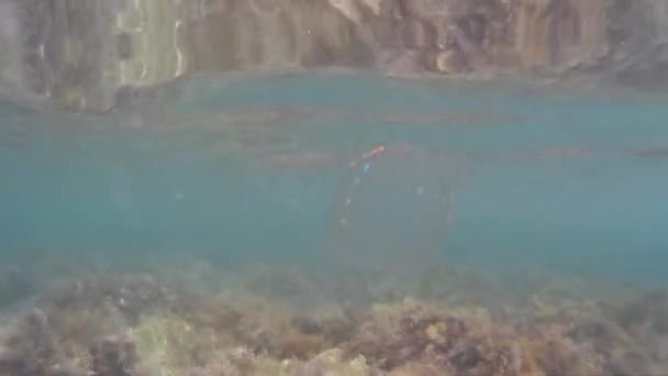 Medusas y algas marinas en el mar bajo el agua. Fondo marino . — Vídeos de Stock