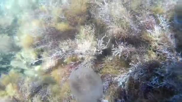 Medusas y algas marinas en el mar bajo el agua — Vídeo de stock