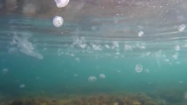 Many jellyfish in the sea under water. — Stock Video