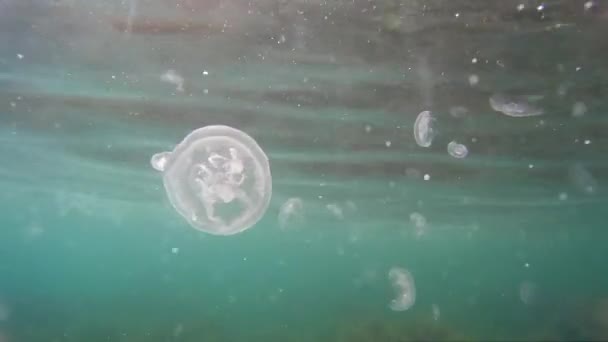 海洋背景。水下海水中的水母. — 图库视频影像