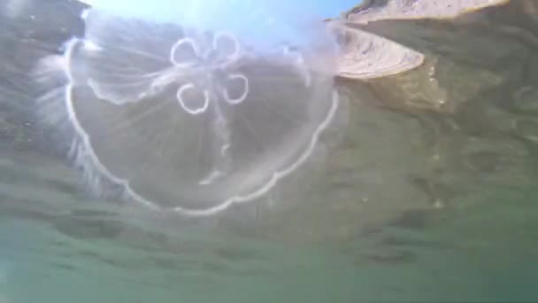 Большая медуза в море под водой . — стоковое видео