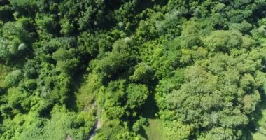 Hava fotoğrafçılığı, ağaçlar ve yeşil orman.