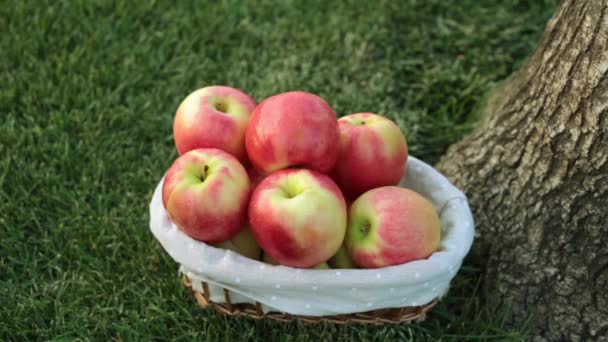 Mandje Van Rode Appels Het Gras — Stockvideo