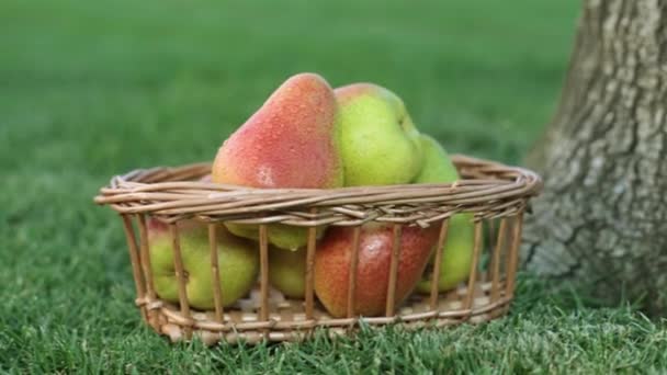 在草地上的篮子成熟的梨. — 图库视频影像