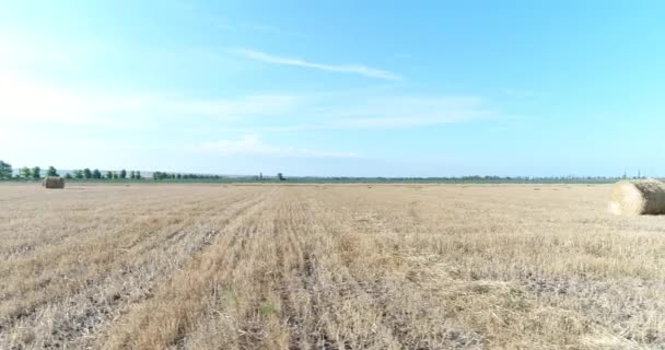 Fotografia lotnicza, stogu siana w polu. Zbioru słomy na polu. — Wideo stockowe