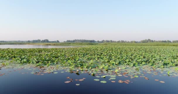 Lake met lotussen, Rusland. Luchtfotografie, meer in het bos. — Stockvideo
