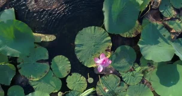 Fotografía aérea, lago con lotos . — Vídeo de stock
