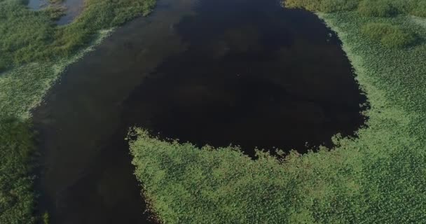 Aerial video, en stor sjö eller träsk. — Stockvideo