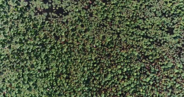 Aerial - A lake or swamp with water lilies and lotuses. — Stock Video